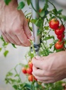 Tom Tomato