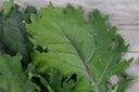Chou frisé (Kale), Russe rouge