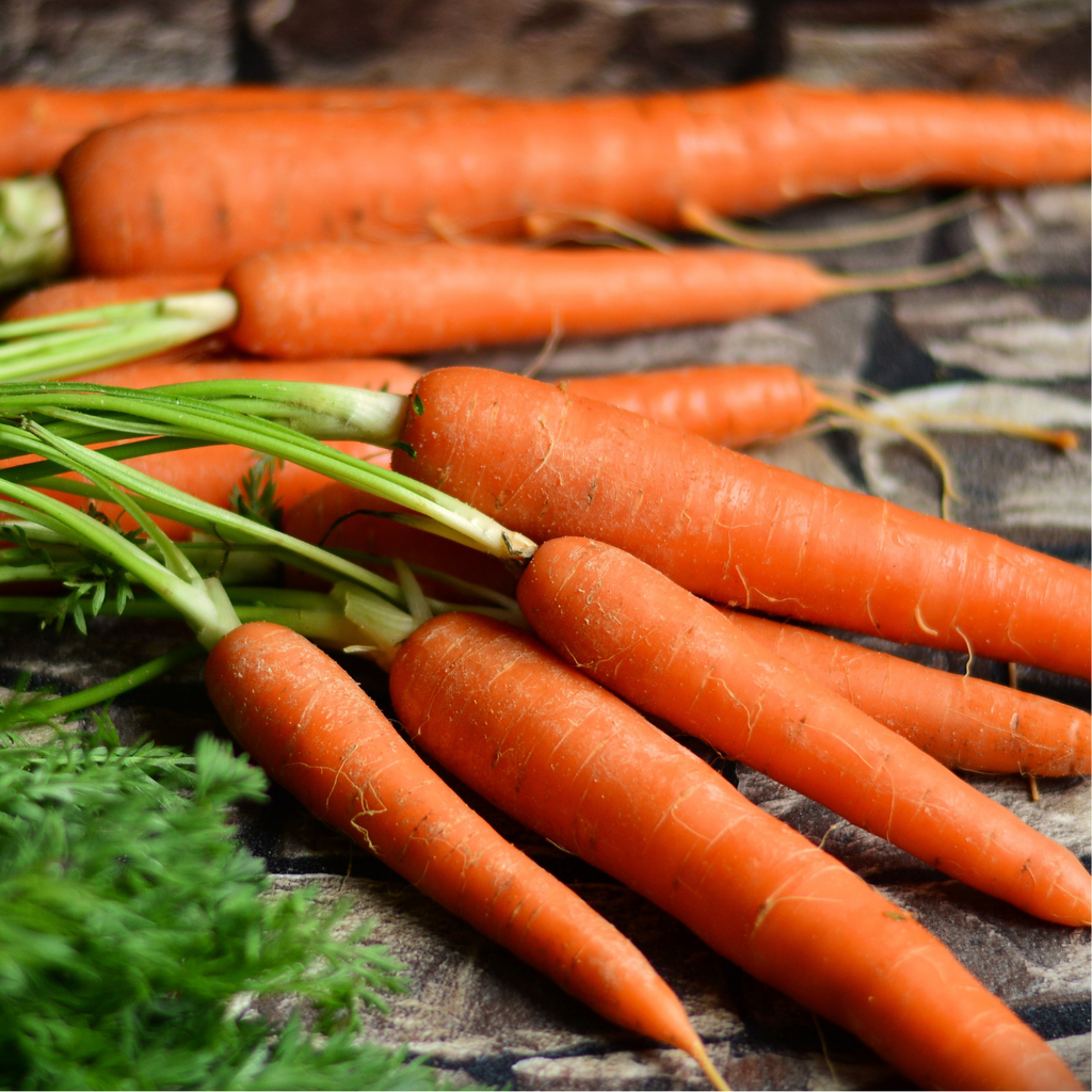 Carrot, Berlicumer Selektion Z (Storage)