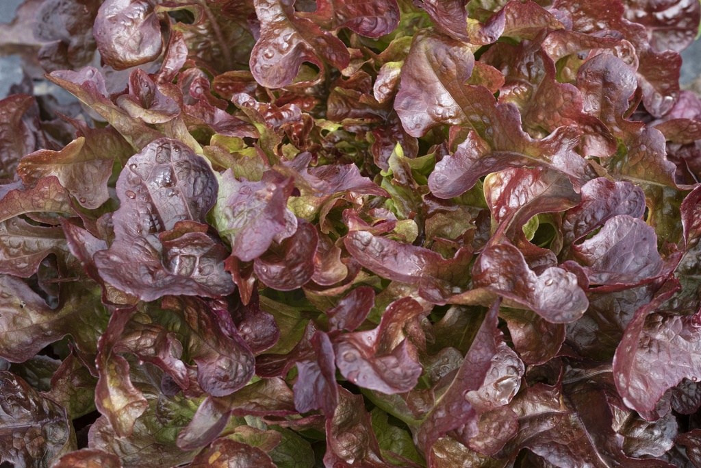 Laitue Feuille de Chêne, Rossino