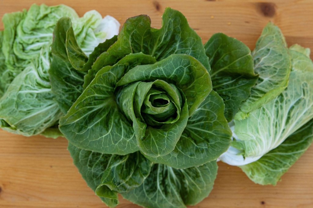 Radicchio, Pan di zucchero Poncho