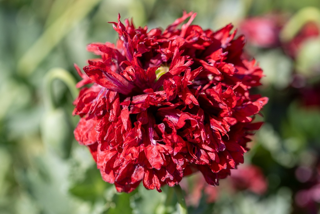 Pavot, Black Paeony