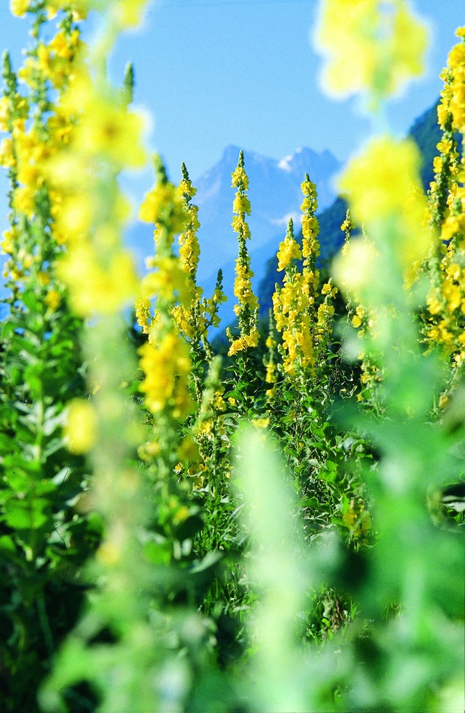 Molène à Fleurs Denses