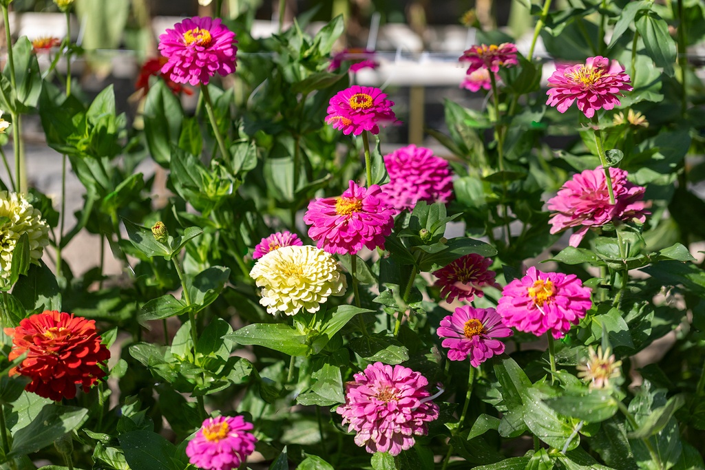 Zinnia, Simple Mélange Sélection Z